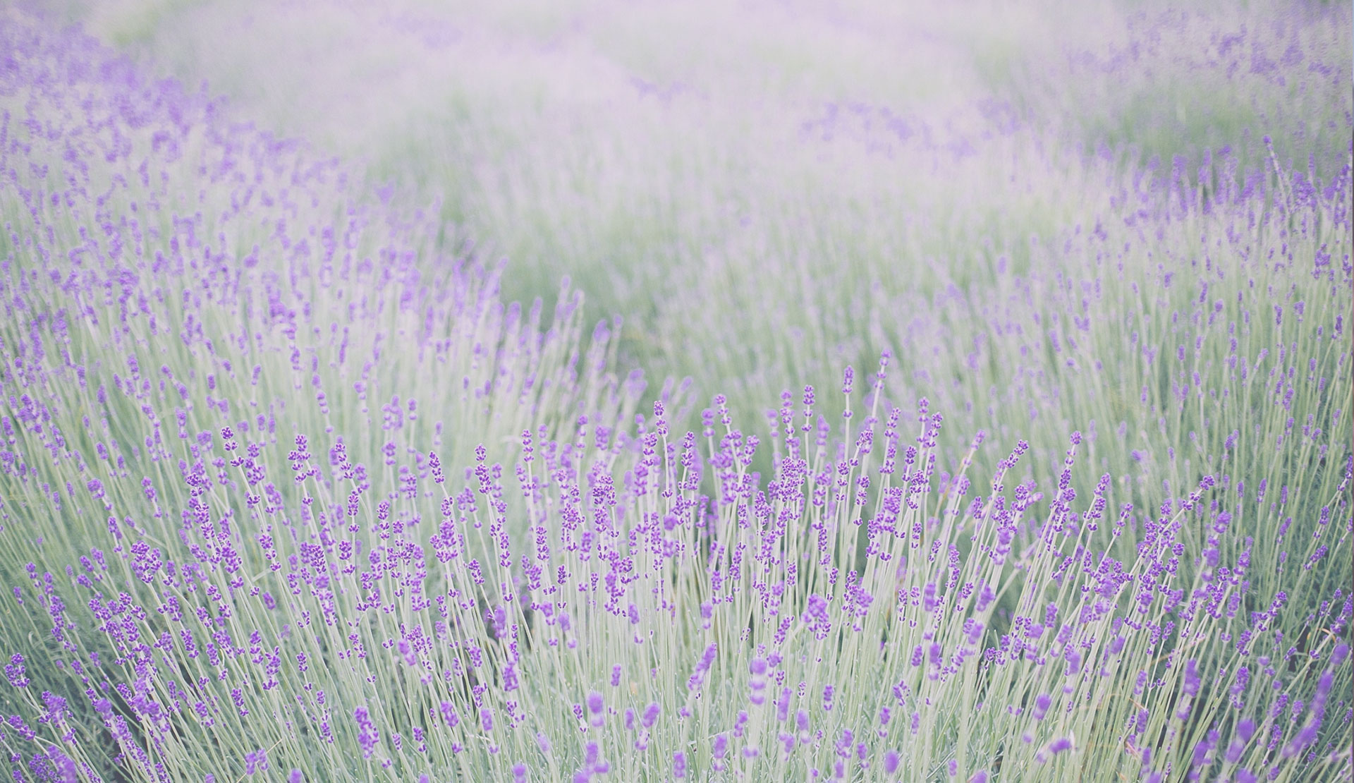 camp de lavanda Barcelona